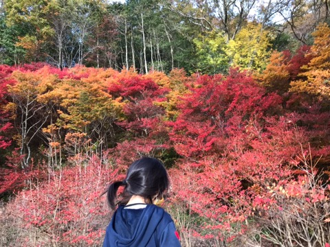 神戸市立森林植物園は紅葉ベストシーズン到来 Beehive Hostel Osaka